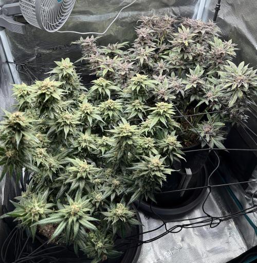 #1ST PHOTOS: SlushMintCake&SkywalkerHaze. Week 22 - Overview