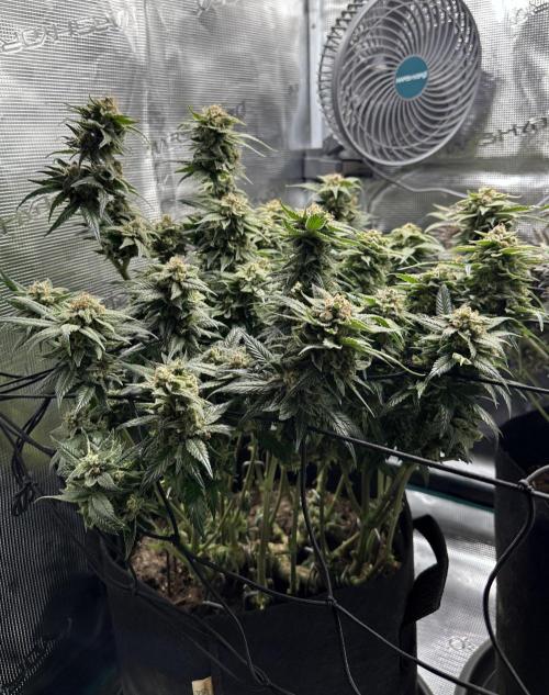 #1ST PHOTOS: SlushMintCake&SkywalkerHaze. Week 22 - Sky Side