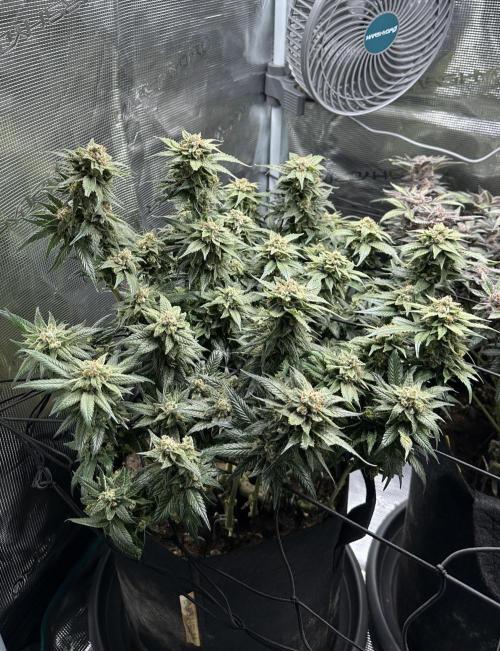 #1ST PHOTOS: SlushMintCake&SkywalkerHaze. Week 22 - Sky 45