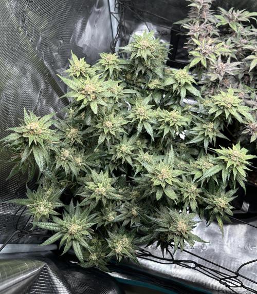 #1ST PHOTOS: SlushMintCake&SkywalkerHaze. Week 22 - Sky Top