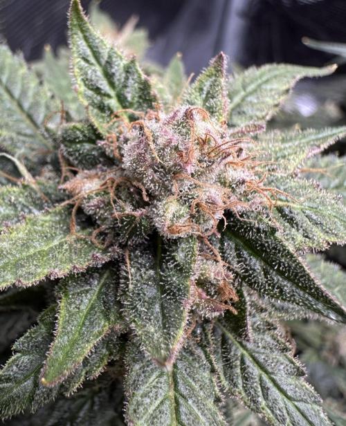 #1ST PHOTOS: SlushMintCake&SkywalkerHaze. Week 22 - Sky Detail