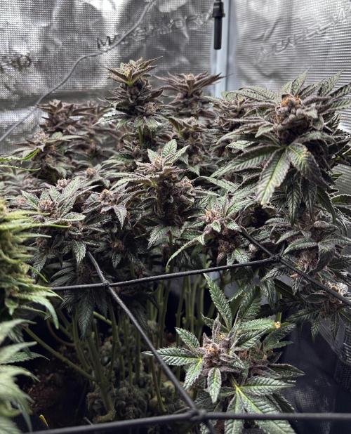 #1ST PHOTOS: SlushMintCake&SkywalkerHaze. Week 22 - Slush Side