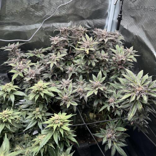 #1ST PHOTOS: SlushMintCake&SkywalkerHaze. Week 22 - Slush 45