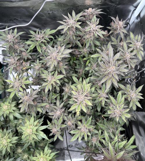 #1ST PHOTOS: SlushMintCake&SkywalkerHaze. Week 22 - Slush Top