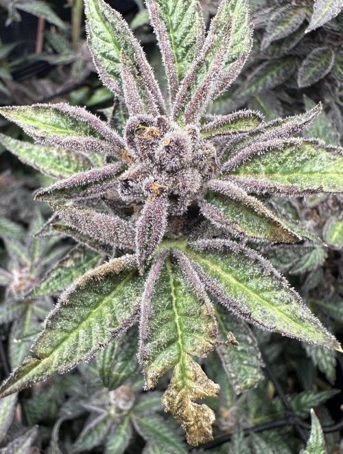 #1ST PHOTOS: SlushMintCake&SkywalkerHaze. Week 22 - Slush Detail 2