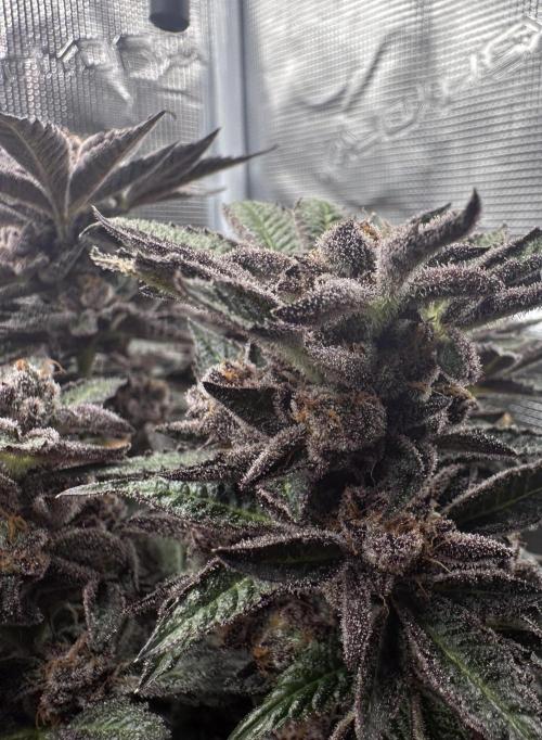#1ST PHOTOS: SlushMintCake&SkywalkerHaze. Week 22 - Slush Detail 3