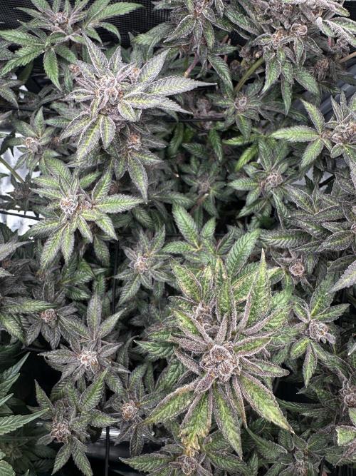 #1ST PHOTOS: SlushMintCake&SkywalkerHaze. Week 22 - Slush Detail 1