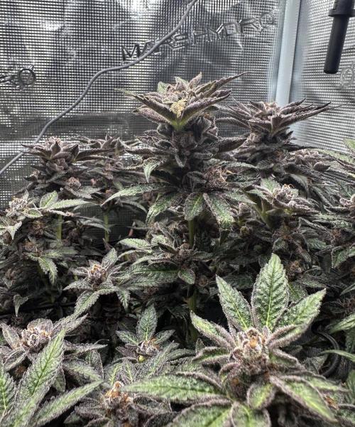 #1ST PHOTOS: SlushMintCake&SkywalkerHaze. Week 22 - Slush Detail 2