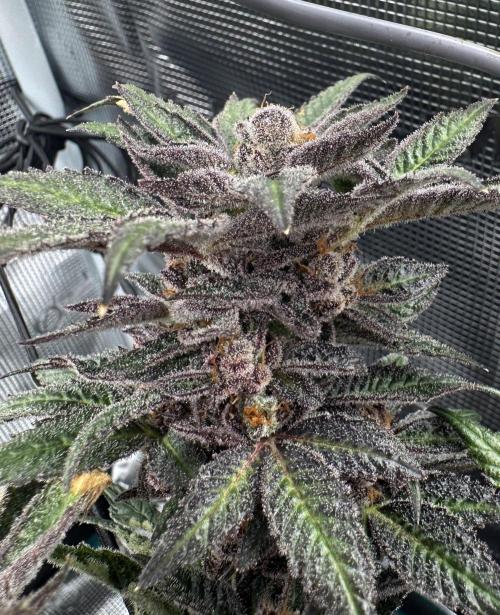 #1ST PHOTOS: SlushMintCake&SkywalkerHaze. Week 22