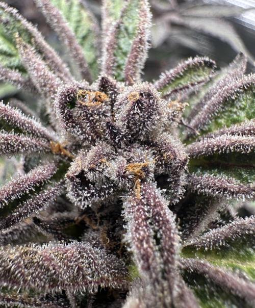#1ST PHOTOS: SlushMintCake&SkywalkerHaze. Week 22