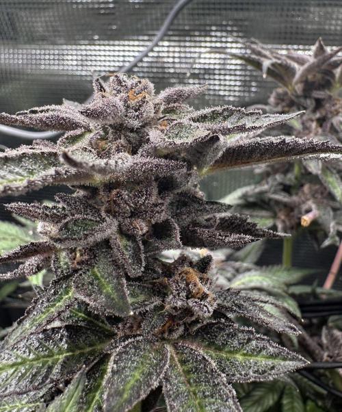 #1ST PHOTOS: SlushMintCake&SkywalkerHaze. Week 22