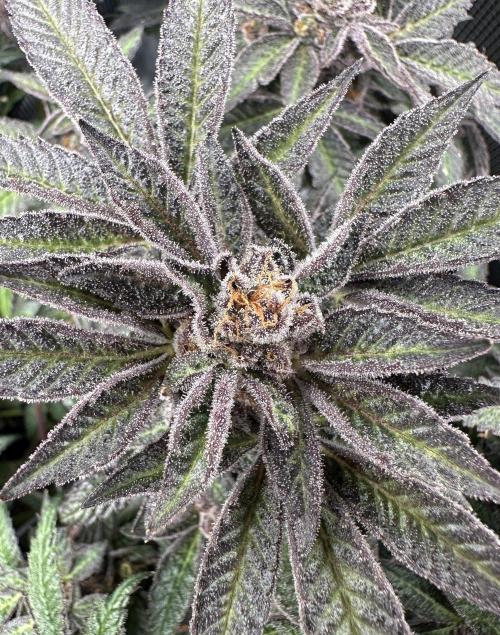 #1ST PHOTOS: SlushMintCake&SkywalkerHaze. Week 22