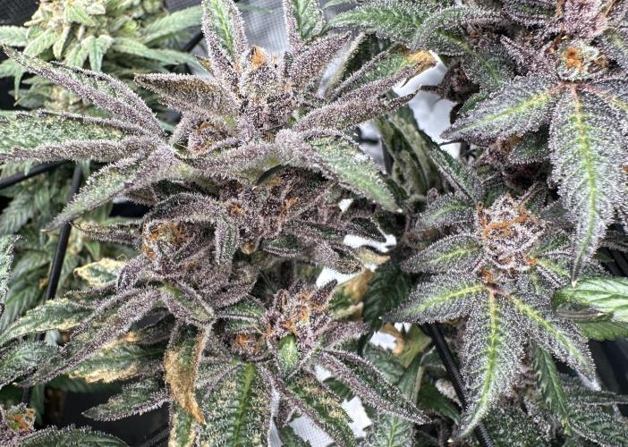 #1ST PHOTOS: SlushMintCake&SkywalkerHaze. Week 22