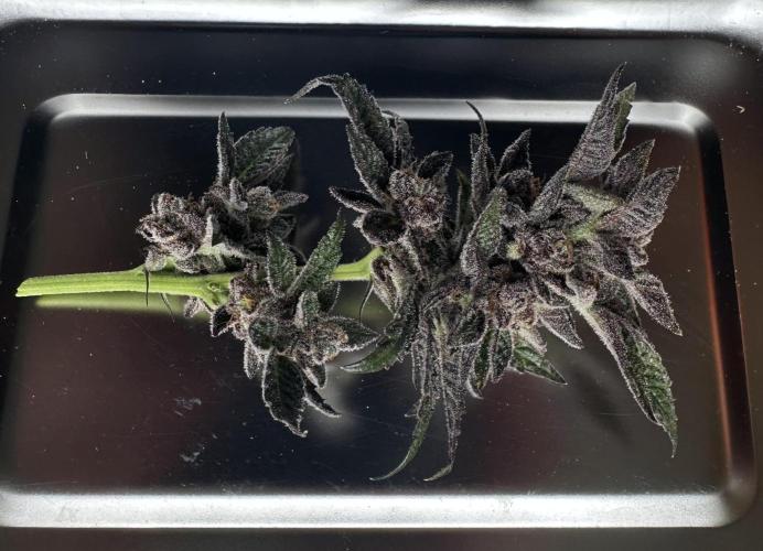#1ST PHOTOS: SlushMintCake&SkywalkerHaze. Week 22 - Slush Test-Stick