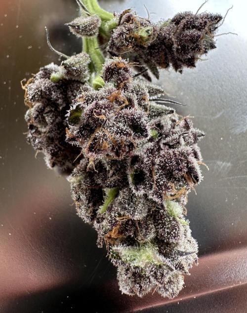 #1ST PHOTOS: SlushMintCake&SkywalkerHaze. Week 22 - Wet-Trim Detail 1