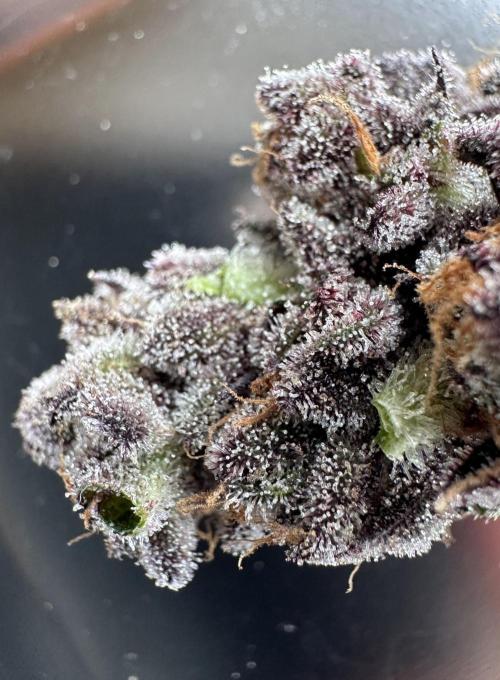 #1ST PHOTOS: SlushMintCake&SkywalkerHaze. Week 22 - Wet-Trim Detail 2