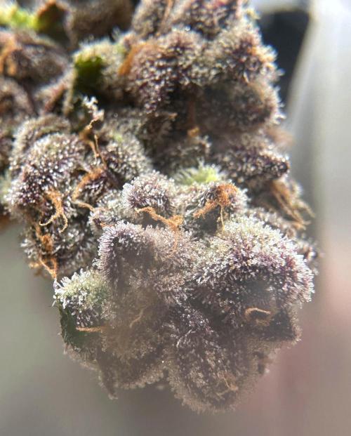 #1ST PHOTOS: SlushMintCake&SkywalkerHaze. Week 22 - Wet-Trim Loupe 1