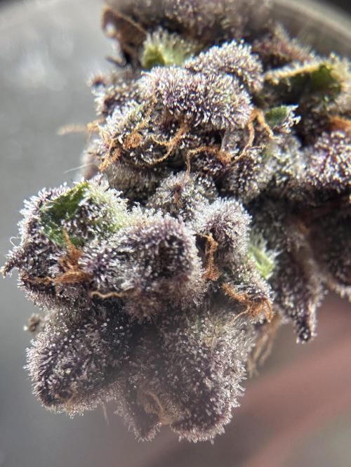 #1ST PHOTOS: SlushMintCake&SkywalkerHaze. Week 22 - Wet-Trim Loupe 2