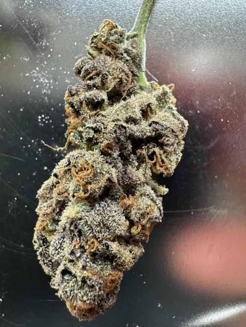 #1ST PHOTOS: SlushMintCake&SkywalkerHaze. Week 22 - Slush Test-Stick 2