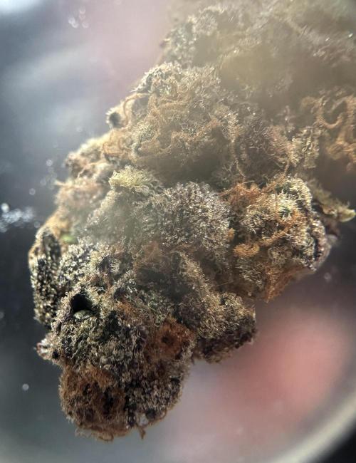 #1ST PHOTOS: SlushMintCake&SkywalkerHaze. Week 22 - Slush Test-Stick 2 Loupe