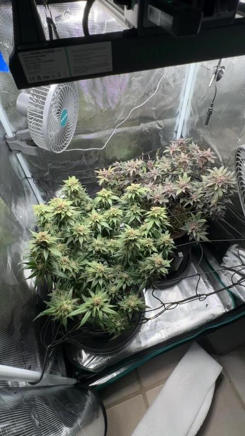 #1ST PHOTOS: SlushMintCake&SkywalkerHaze