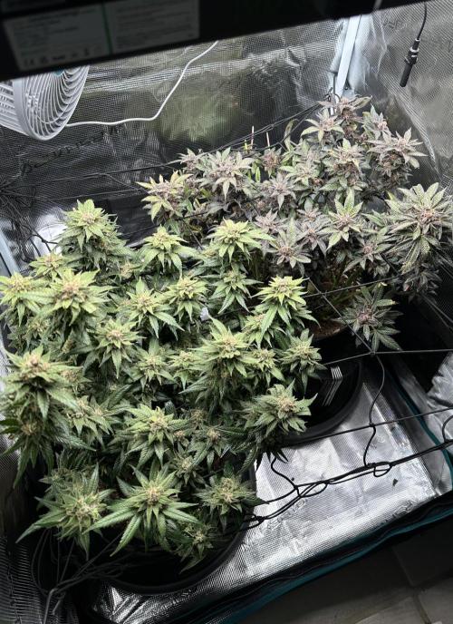 #1ST PHOTOS: SlushMintCake&SkywalkerHaze. Week 23 - Overview (SMC has lost some stems already)