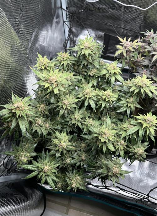 #1ST PHOTOS: SlushMintCake&SkywalkerHaze. Week 23 - Skywalker Top