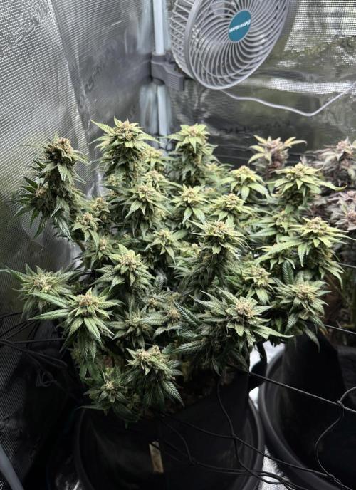 #1ST PHOTOS: SlushMintCake&SkywalkerHaze. Week 23 - Skywalker 45