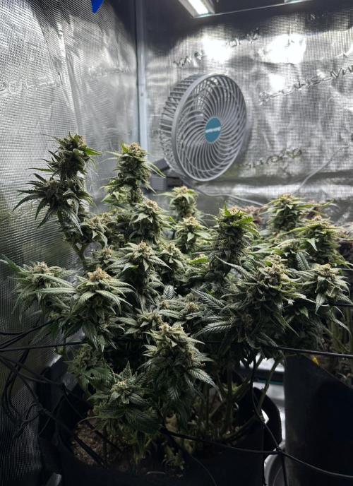 #1ST PHOTOS: SlushMintCake&SkywalkerHaze. Week 23 - Skywalker Side