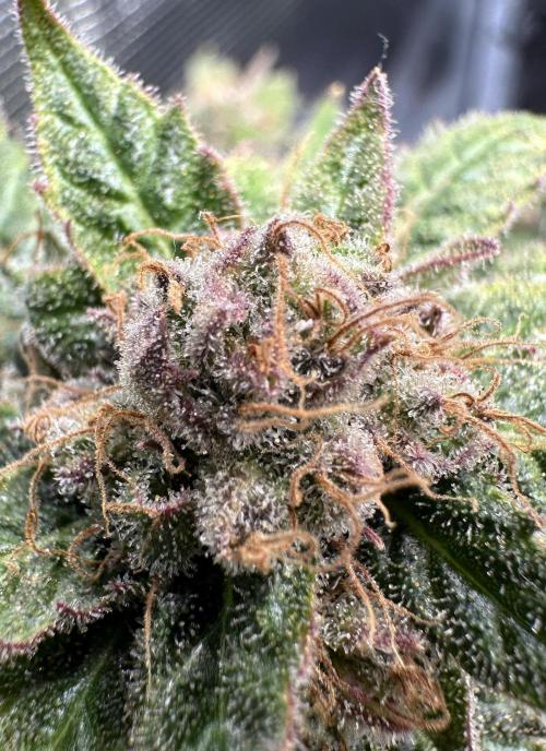 #1ST PHOTOS: SlushMintCake&SkywalkerHaze. Week 23 - Skywalker Detail 2