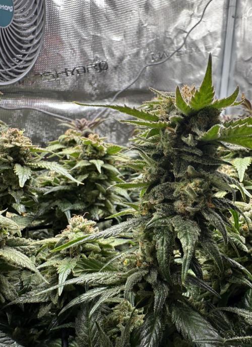 #1ST PHOTOS: SlushMintCake&SkywalkerHaze. Week 23 - Skywalker Detail 5