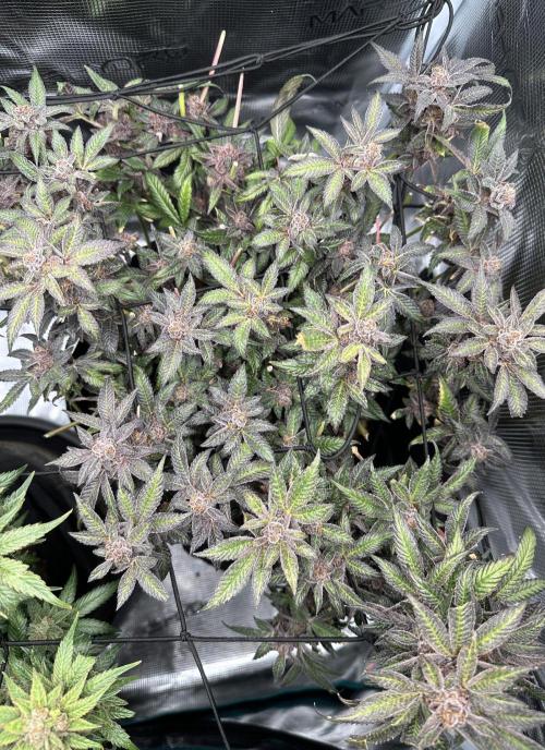 #1ST PHOTOS: SlushMintCake&SkywalkerHaze. Week 23 - Slush Mint Cake Top