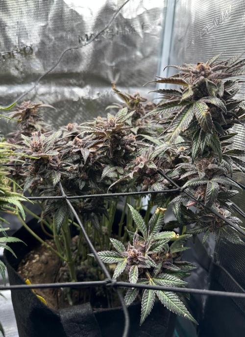 #1ST PHOTOS: SlushMintCake&SkywalkerHaze. Week 23 - Slush Mint Cake Side