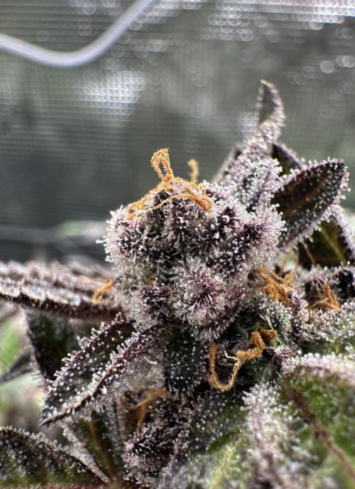 #1ST PHOTOS: SlushMintCake&SkywalkerHaze. Week 23 - Slush Mint Cake Detail 2