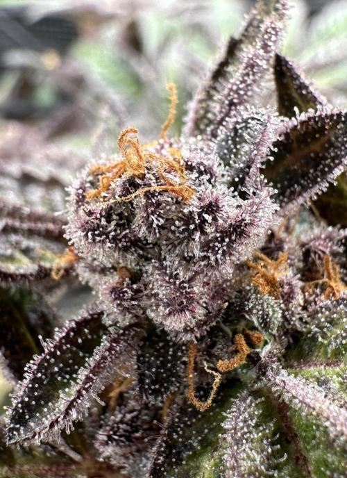 #1ST PHOTOS: SlushMintCake&SkywalkerHaze. Week 23 - Slush Mint Cake Detail 3