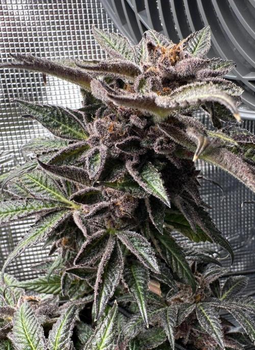 #1ST PHOTOS: SlushMintCake&SkywalkerHaze. Week 23 - Slush Mint Cake Detail 1