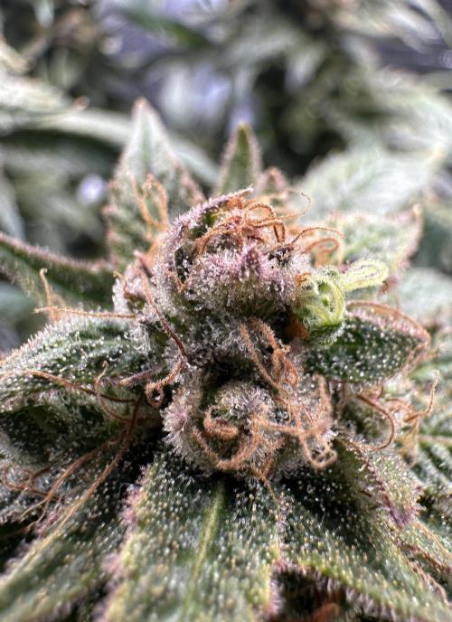 #1ST PHOTOS: SlushMintCake&SkywalkerHaze. Week 23 - Skywalker Detail 3