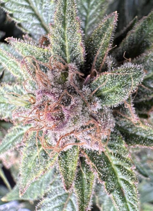 #1ST PHOTOS: SlushMintCake&SkywalkerHaze. Week 23 - Skywalker Detail 4