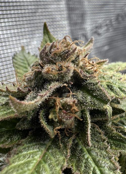 #1ST PHOTOS: SlushMintCake&SkywalkerHaze. Week 23 - Skywalker Detail 1