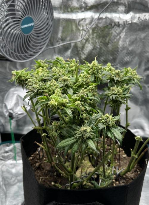 #1ST PHOTOS: SlushMintCake&SkywalkerHaze. Week 23 - Skywalker haircut