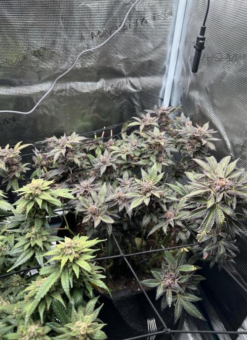 #1ST PHOTOS: SlushMintCake&SkywalkerHaze. Week 23 - Slush Mint Cake 45