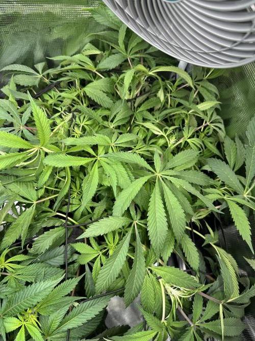 #1ST PHOTOS: SlushMintCake&SkywalkerHaze. Week 12 - Slush top