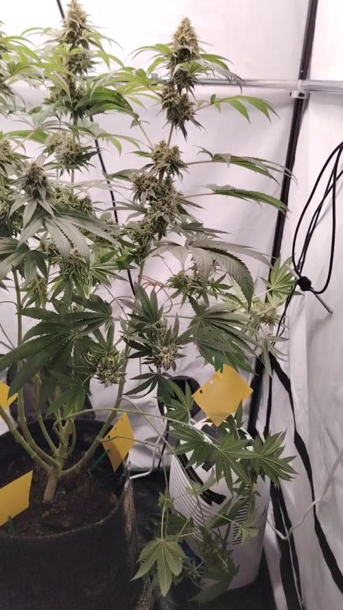 Sundae Driver by Royal Queen Seeds #1