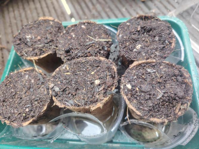 GDP + Cereal Milk. Week 0 - Soaked in myco, planted and watered in with myco juice