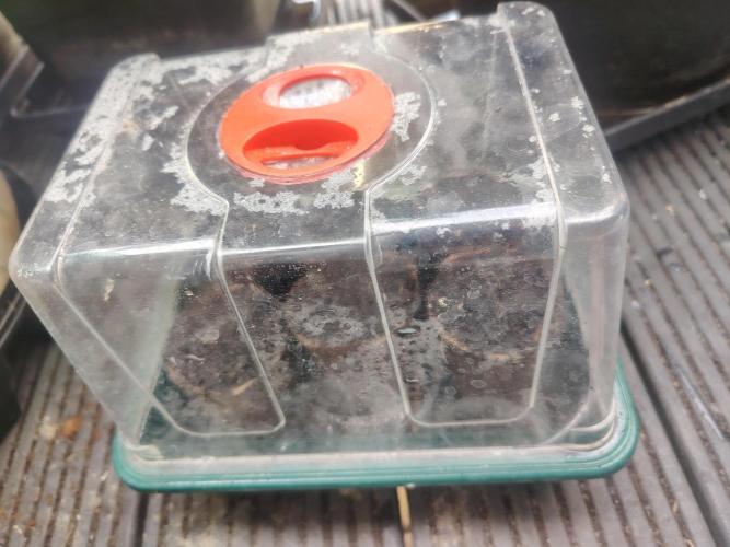 GDP + Cereal Milk. Week 0 - Will leave them outside for now