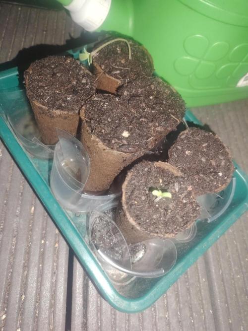 GDP + Cereal Milk. Week 0 - GDP coming up second. First lady got some training.