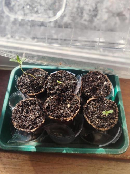 GDP + Cereal Milk. Week 0 - The second granddaddy has woken up.