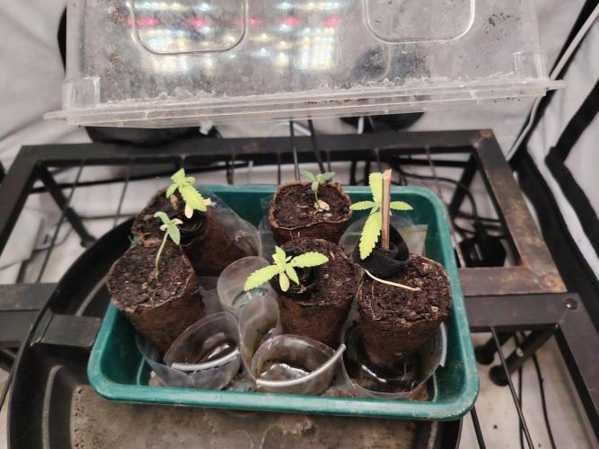 GDP + Cereal Milk + Sundae Driver. Week 0 - Forgot to turn the light down and cooked them a little bit.
