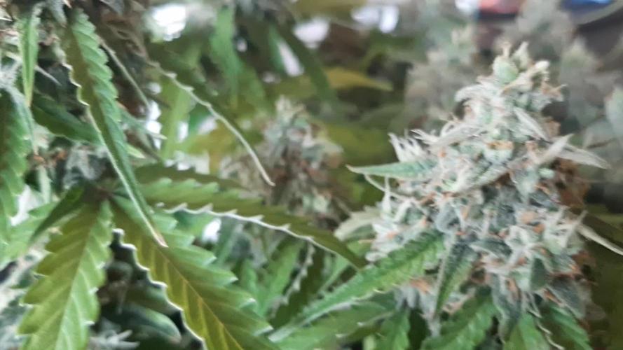 Started on balcony. Finished in tent.