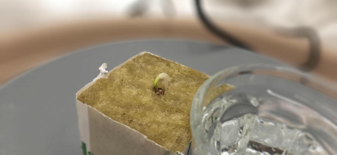 First time DWC. Week 1